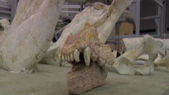 Kayseri’de 7,5 milyon yıllık aslan kafatası bulundu