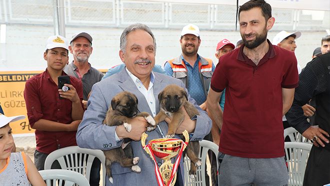 Talas Belediyesi’nden Anadolu Çoban Köpekleri Güzellik Yarışması