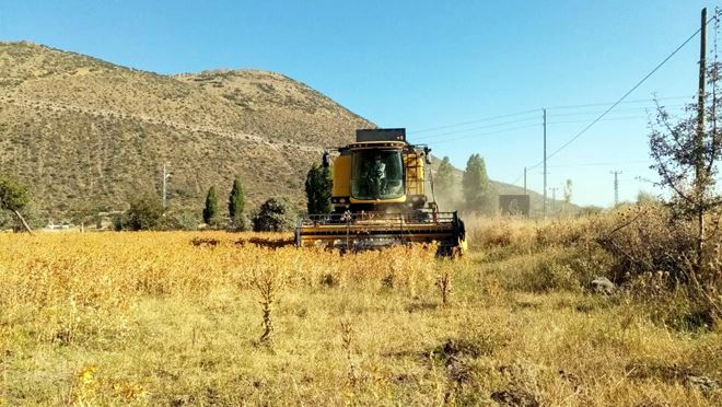 Talas Belediyesi aspir hasadı yaptı