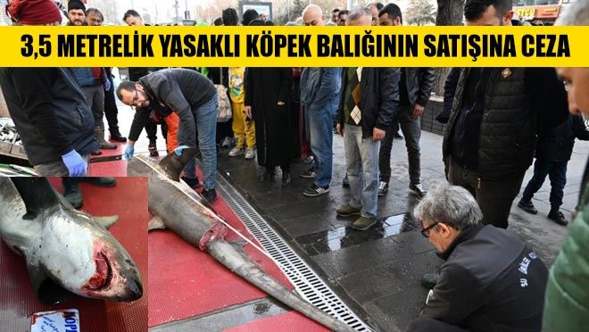 3,5 metrelik yasaklı köpek balığının satışına ceza