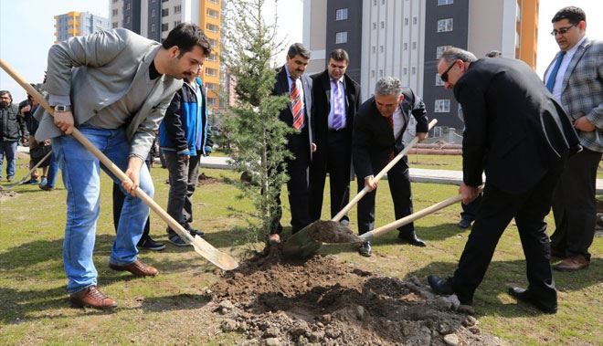 4000 ADET ÇAM İLE ÇINAR FİDANLARI