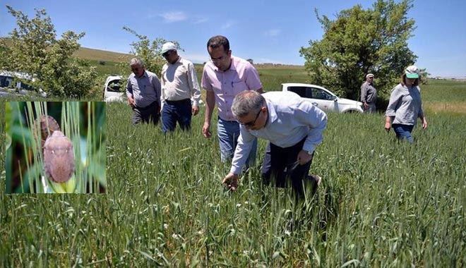 ?SÜNE ZARARLISI´  İLE MÜCADELE