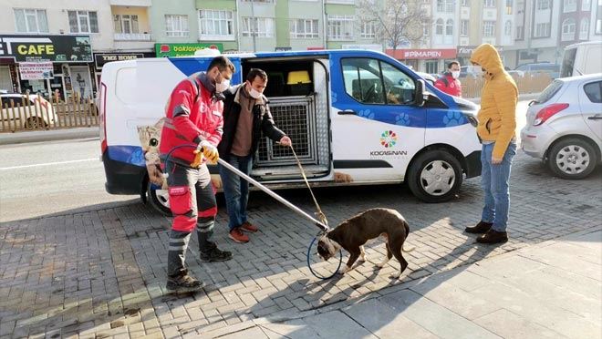 BAŞIBOŞ PİTBUL BARINAĞA TESLİM EDİLDİ