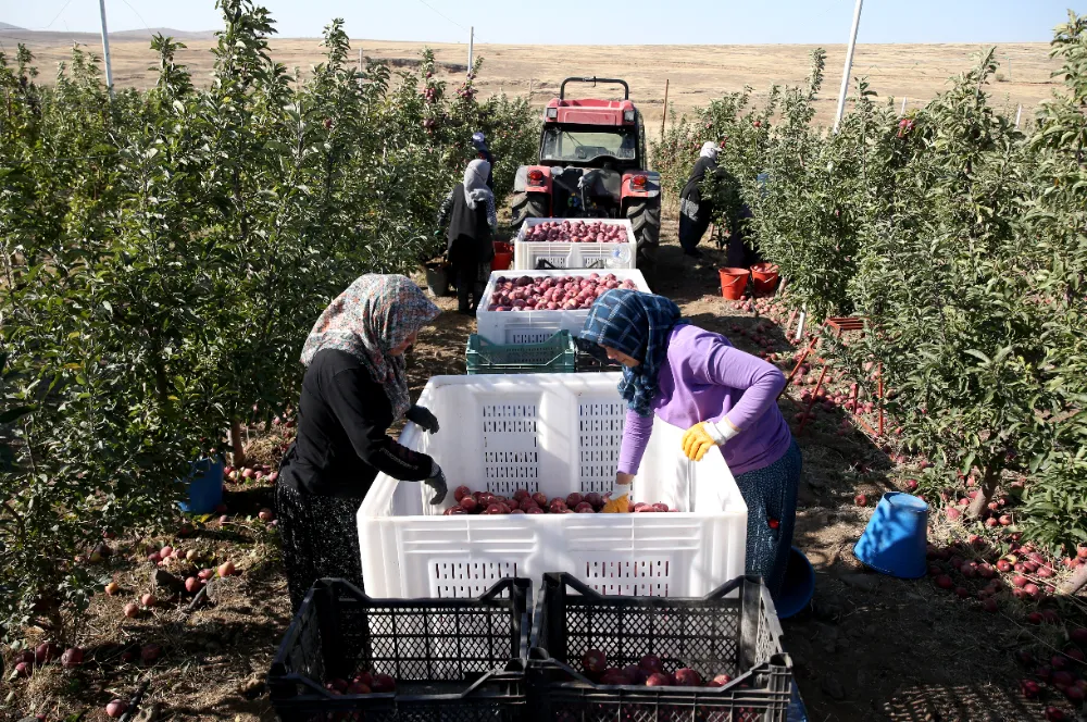 Yahyalı elması, dünya pazarında