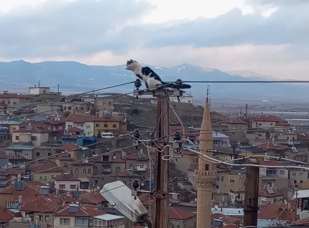 Kayseri İtfaiyesinden kedi kurtarma operasyonu!