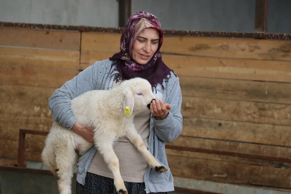 Devlet desteğiyle başladı, 400 koyuna ulaştı