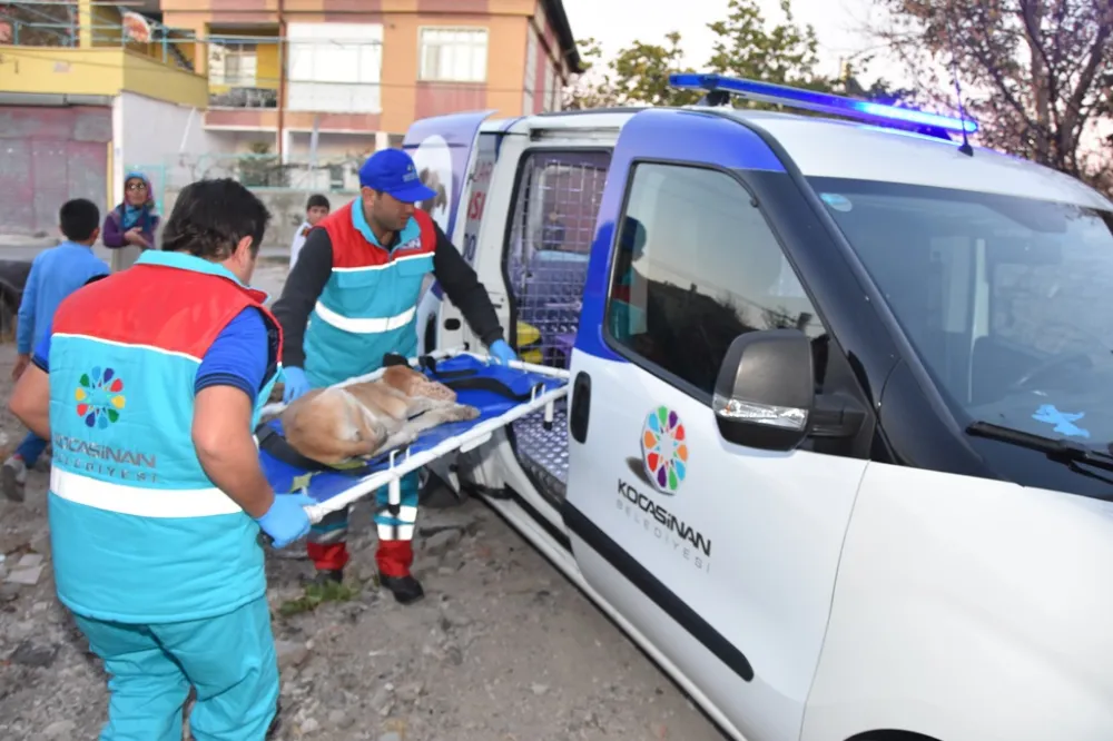 Küçük Dostlar Ambulansı, 8 bin 753 hayvana umut oldu