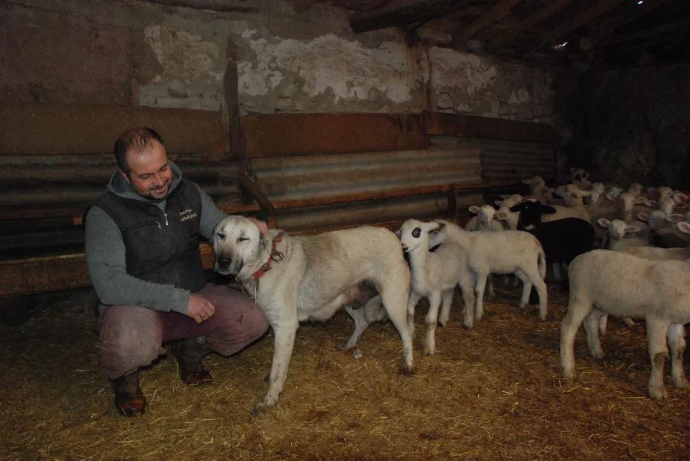 Çoban köpeği, yavrusuyla birlikte 6 kuzuyu besliyor