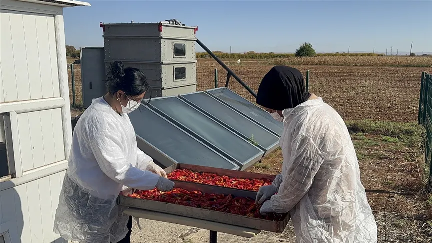 Güneş enerjili cihaz biberleri daha hızlı kurutuyor