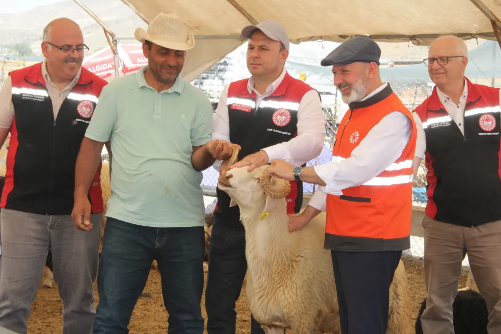 Kurbanlıklarda bulaşıcı hastalığa rastlanmadı 