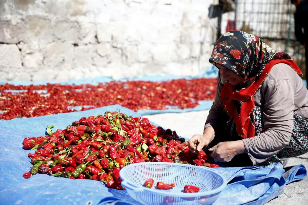 Cırgalan biberi, yurt dışında talep görüyor