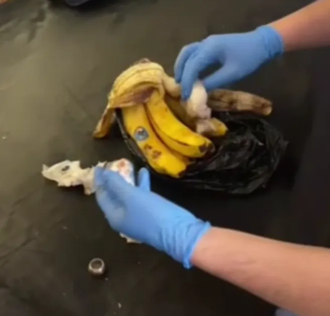 Muzun içine gizlenmiş uyuşturucu ele geçirildi