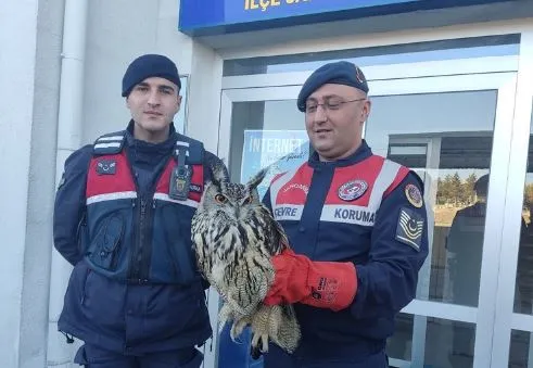 Jandarmanın bulduğu yaralı puhu tedaviye alındı