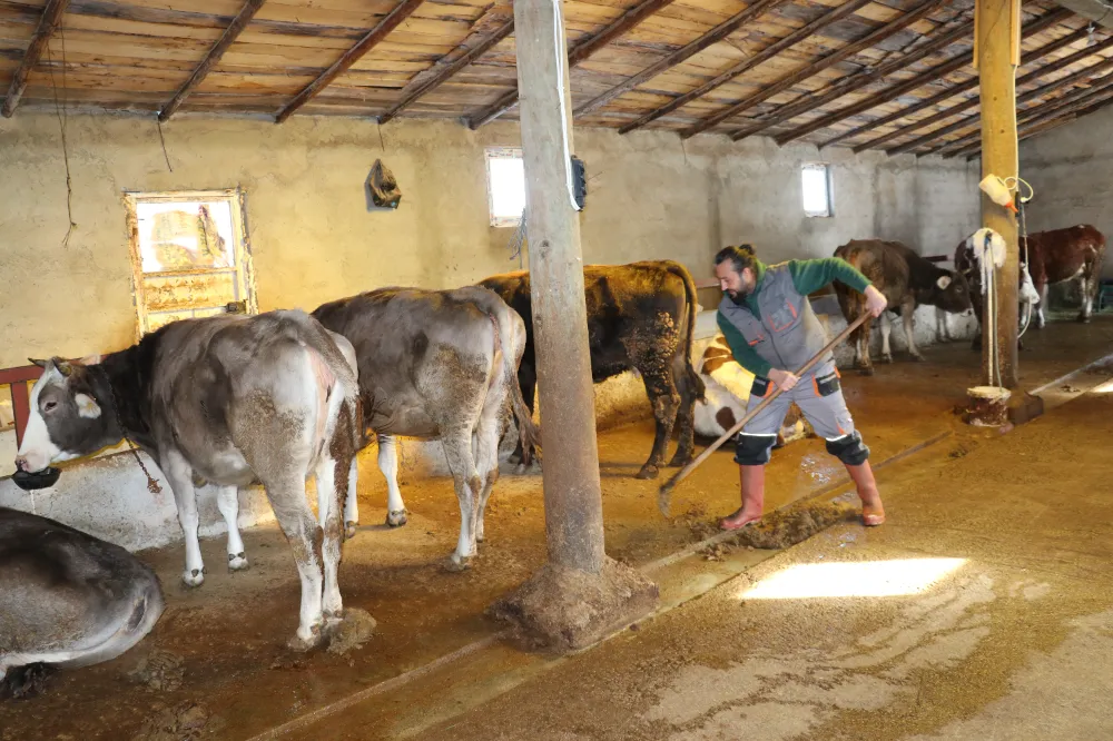 Evlenmesi için babasının biriktirdiği parayla 12 inek alıp köyünde hayvancılığa başladı