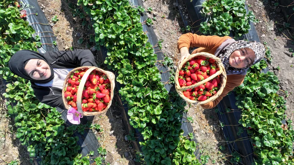 Gelin görümce el ele, Erciyes’te çilek yetiştirdi