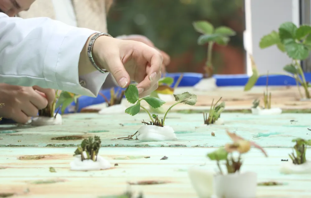 Balıkların gübresiyle topraksız tarımla çilek fidesi yetiştiriliyor