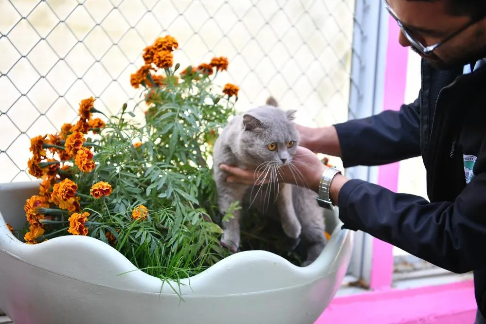Kedi Bakım Evi örnek hizmet sunuyor