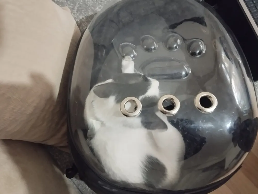 Havalandırma boşluğuna düşen kediyi itfaiye kurtardı