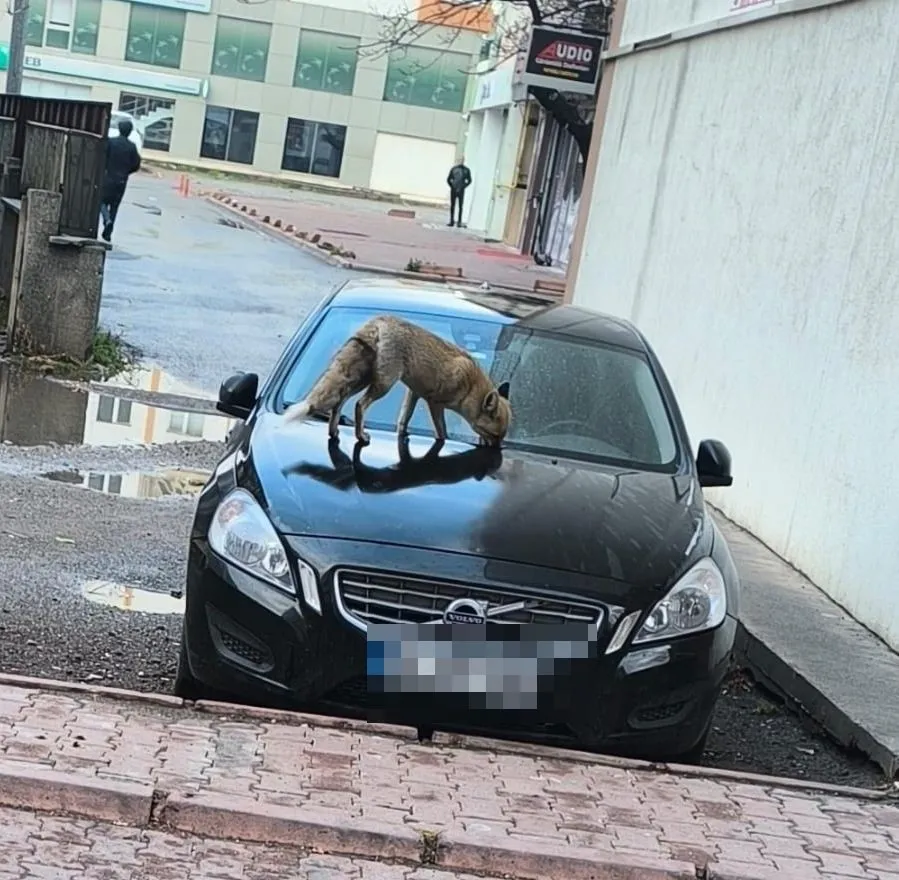 Yiyecek arayan tilki sokağa indi