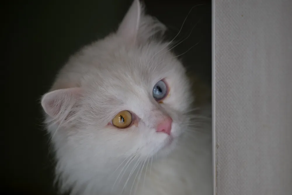 Ankara kedisinin geleceği güvence altında