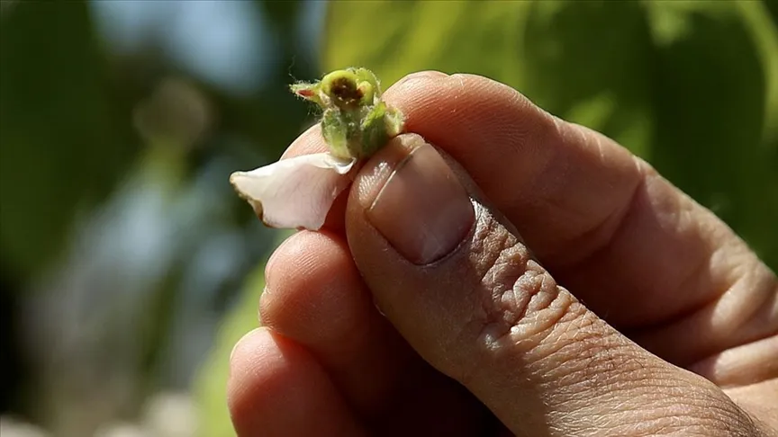 Zirai don tehlikesine karşı yeni yöntemler