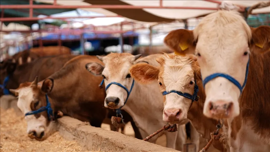Bayram öncesi kurbanlık rakamları açıklandı!