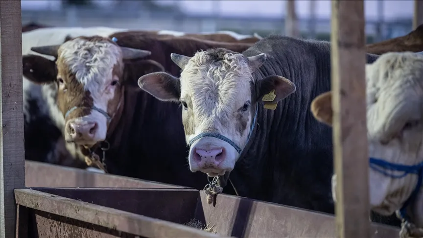 ESK, kurban pazarlarında kalan hayvanları satın alacak