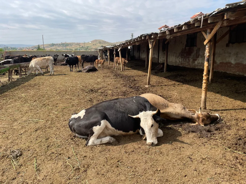 Yıldırım 6 büyükbaş hayvanı telef etti