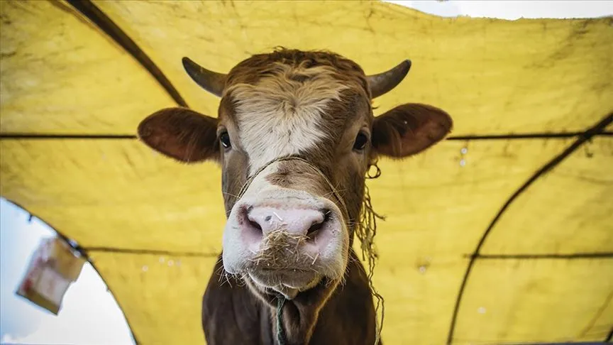  10 soruda kurbanla ilgili merak edilenler