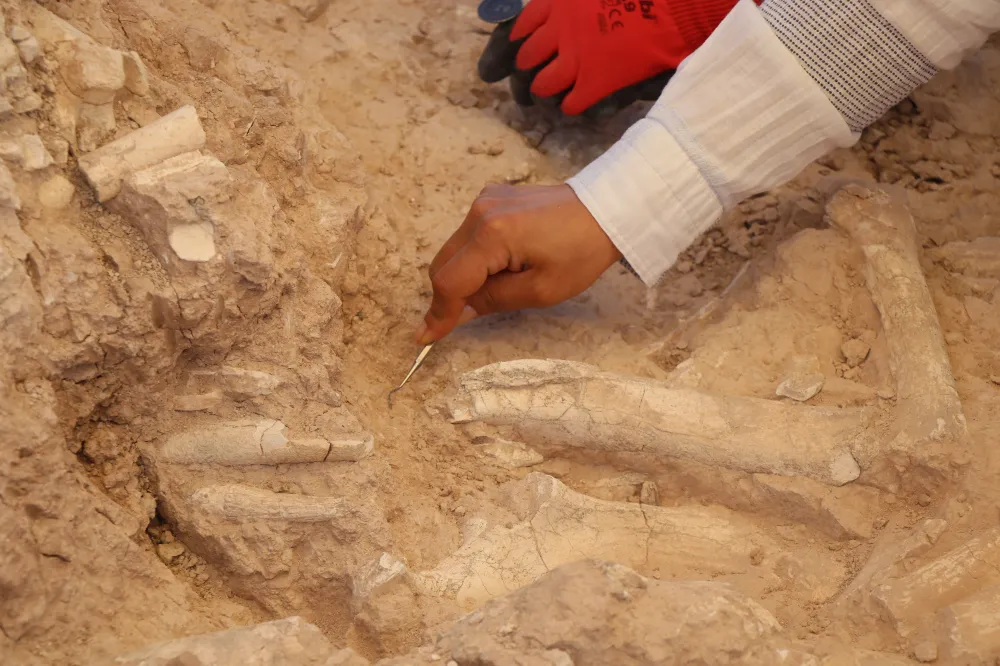 Çobanın bulduğu fosil 7,7 milyon yıllık çıktı