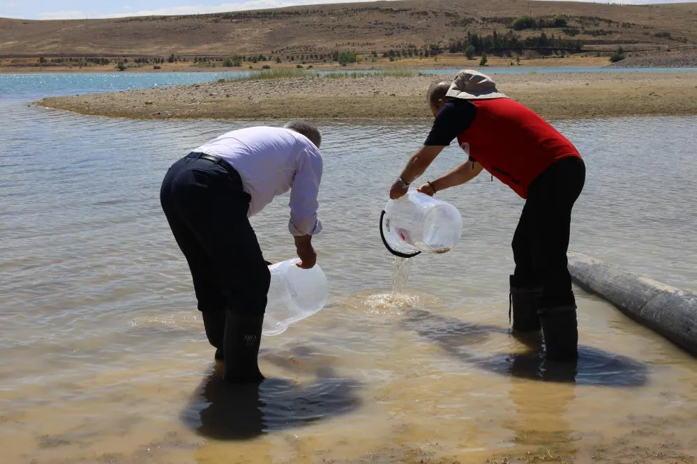 Ağcaşar Barajı’na 600 bin yavru sazan bırakıldı