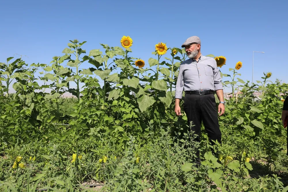 Kocasinan’ın tarım projesi meyvesini verdi!