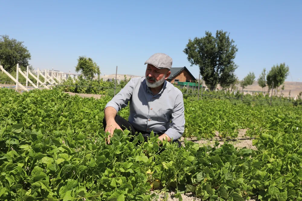 Çiftçilere destek için 1350 erkenci kapya biberi ekildi