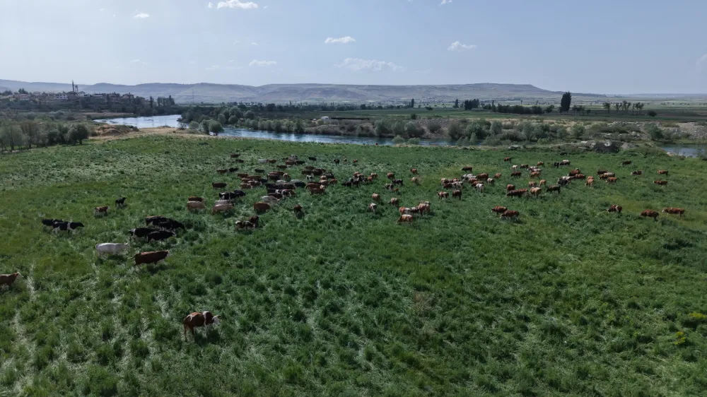 Mera olan arazilerde otlatma başladı