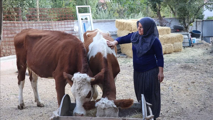 Devletin hibe desteğiyle hayvancılığa başladı
