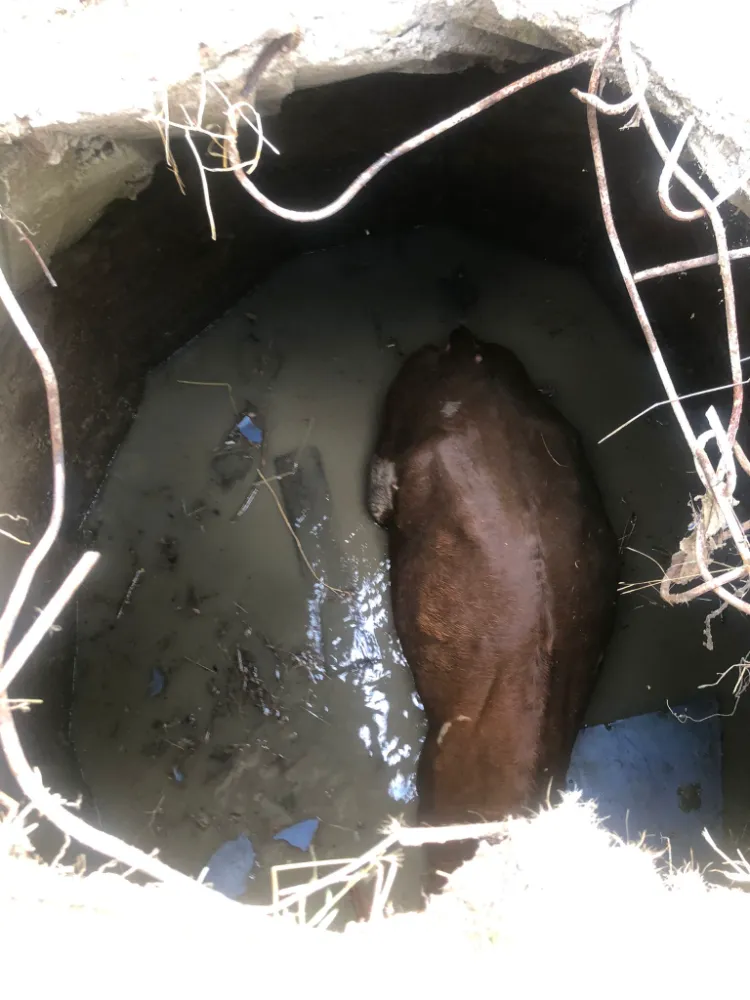 Su kuyusuna düşen inek iş makinesiyle kurtarıldı