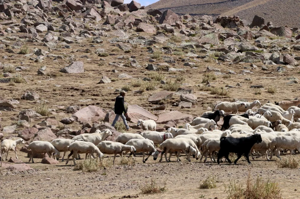 100 küçükbaşla başladığı besicilikte 1000 başlık sürüye ulaştı