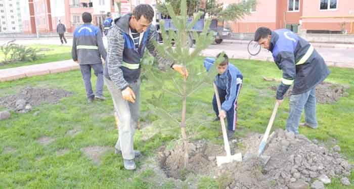 KOCASİNAN KIŞ ÖNCESİNDE 9 BİN AĞAÇ DİKTİ